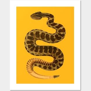 serpent,cobra,reptile,viper,venom,lizard,rattlesnake,king cobra Posters and Art